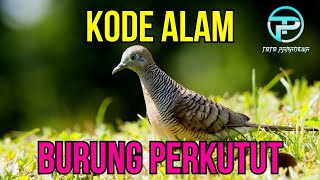 EREK EREK BURUNG PERKUTUT 2D 3D 4D  KODE ALAM BURUNG PERKUTUT  ARTI MIMPI BURUNG PERKUTUT [upl. by Lennon]