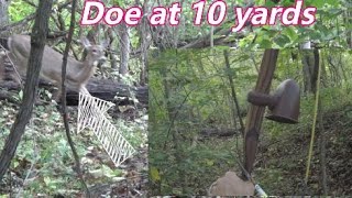 Longbow doe at 10 yards [upl. by Aicirpac]