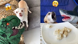 😡Angry Chihuahua amp Funny Dog 😂 That Will Make Your Day Better 22 [upl. by Serrano]