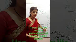 Homosprous life cycle of pteridophytes Biology  NCERT [upl. by Mlohsihc927]