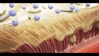 The Mucociliary Clearance of the Upper Respiratory Tract [upl. by Merrili]