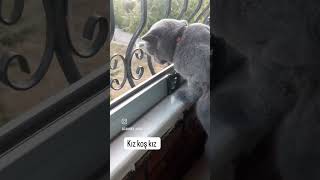 Sultan koş kız koş kedi sinemasi basladi🤣shorts short cat [upl. by Anikehs]