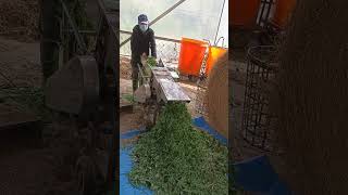 silage making process [upl. by Paco]