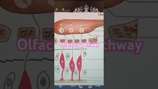 Olfactory Pathway Medical Physiology first year 👩‍⚕️🏥medicolectureolfactorypathwaytrendingshorts [upl. by Naghem]