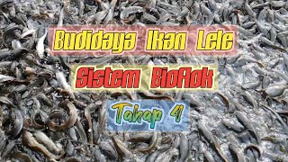 Budidaya Ikan Lele Sistem Bioflok  Tahap 4 [upl. by Kirschner]