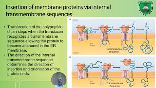 Endoplasmic reticulum and protein sorting 2024 2025 [upl. by Siouxie]