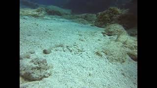 Yellowhead Jawfish Hiding [upl. by Waller]