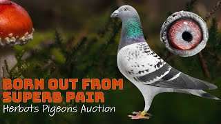 Born Out From Amazing Racing Pigeon Pair For Sale In Herbots Pigeons Auction [upl. by Yebloc]