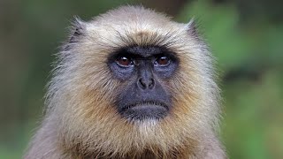 Hanuman langurs at bangladesh national zoo [upl. by Ydderf]