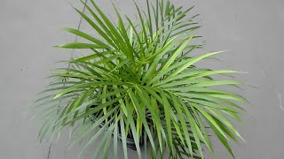 Goudpalm  Dypsis Lutescens  Tropische Kamerplanten [upl. by Eibur]