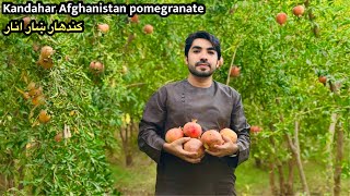 Kandahar Afghanistan pomegranate  کندهار ښار انارو میله  Afghan vlog [upl. by Tnilf]