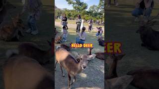 HELLO DEER 🦌 JAPAN [upl. by Naig]