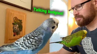 Green budgie with excellent vocabulary lectures blue budgie who invokes his right to remain silent [upl. by Aienahs]