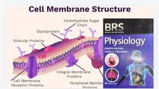 BRS Physiology Cell physiology  Cell Membrane Structure  Lipid Bilayer  Peripheral proteins [upl. by Litnahs]