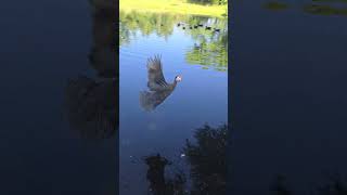 guinea fowl flying [upl. by Burrton]