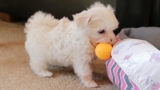 Maltese Puppies Play Ping Pong [upl. by Akema]