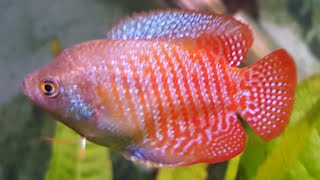 The Dwarf Gourami  Great Centrepiece Fish or Too Much Trouble [upl. by Phillida623]