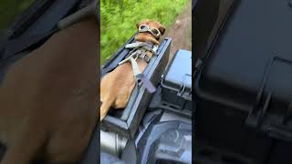 Minion goes on an ATV ride and then gets frozen treats openfarmpet openfarmpartner [upl. by Ambrosio]