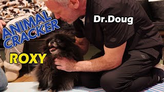 SENIOR POMERANIAN CANT MOVE NECK 😱👀 Dog Chiropractic Session [upl. by Ayela20]