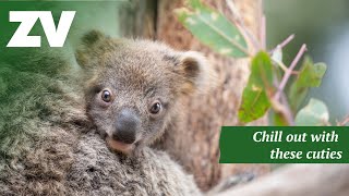 Relax with Australias CUTEST Koalas in 4K [upl. by Helms]