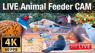 LIVE 4K 60fps Bird Feeder Cam  Hedgehog amp Bird Watching 3D Audio ASMR HQ [upl. by Gwendolyn]