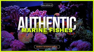 Best Marine Aquarium Fishes Available We Ship All Over India MarineAquariumFishs aquarium India [upl. by Kentiga]