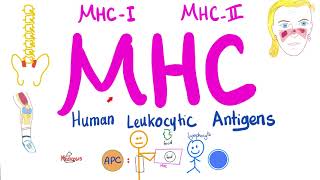 Major Histocompatibility Complex MHC  Human Leukocytic Antigen HLA  Immune System [upl. by Znarf888]