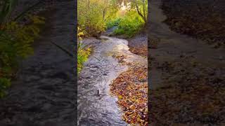 Babbling brook sounds Full 10 hours 4k video already on our YouTube channel nature [upl. by Domela]