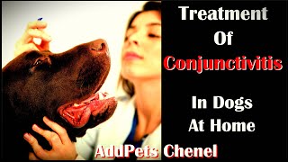 Treatment Of Conjunctivitis Pink Eye In Dogs At Home Red Eyes Cure [upl. by Kroy]