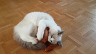 Ragdoll Kitten Merlin tests Valerian Toy vs Catnip Toy [upl. by Laddy]