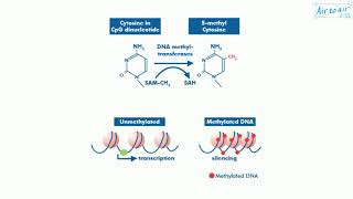 DNA methyltransferase [upl. by Boycie212]