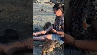 Rock wallabies at Granite Gorge pretty hungry little dudes travel outbackadventures [upl. by Reynard]