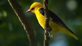 The Golden Oriole Close Up HD Footage Oriolus oriolus birds birdwatching birdslover wildlife [upl. by Urina]