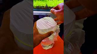 How to Make Infusoria for Betta Fry [upl. by Godred621]