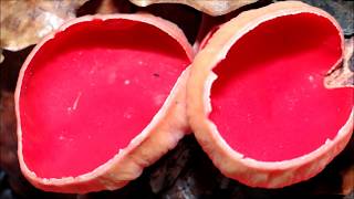 Scarlet elf cup Sarcoscypha coccinea  20130209 [upl. by Eidnyl]