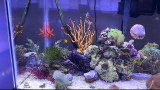 Can you keep different types of gobies together aquarium gobyfish saltwaterfishtank reefaddict [upl. by Carmen]