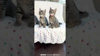 These rescue kittens have the fastest paws [upl. by Anuaik]