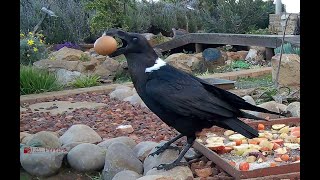 White Necked Ravens Intimidating Guinea Fowl for Food [upl. by Bendix993]