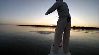 Islamorada Tarpon on Fly [upl. by Nolahs32]