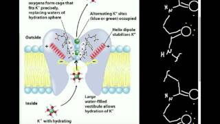 Ion Channel Selectivity K Channel [upl. by Yrram]