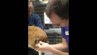 Intramuscular injection on a cat [upl. by Erodaeht948]