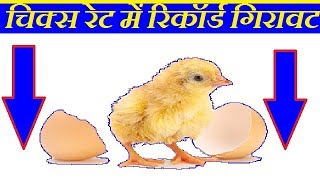 चिक्स रेट में रिकॉर्ड कमी  Chicks Drop Alert  All About Rates [upl. by Sik]