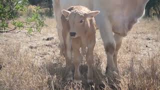 Feeding Cattle in the Drought  Australian Outback  Organic Cattle  Baby Calves [upl. by Angeli]