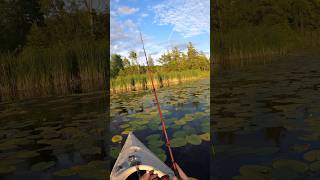 Roughfish Tournament 2024  Ep 2 fishing topwaterbassfishing roughfish [upl. by Ellswerth]