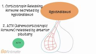 Anatomy and Physiology Endocrine System ACTH Adrenocorticotropin Hormone V20 [upl. by Aitercul]