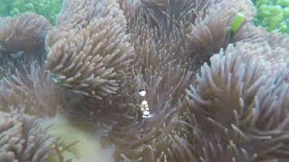 Clownfish Anemone Shrimp and Anemone Crab living together Fam Islands Raja Ampat Indonesia [upl. by Carma]