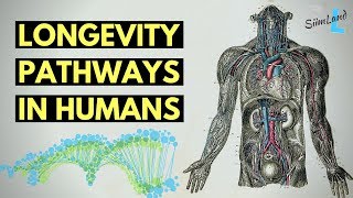 Anti Aging and Longevity Pathways in Humans Full Video Lecture [upl. by Euqinim220]