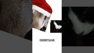 247 Christmas Music shorts Christmas cats skit 247 [upl. by Sjoberg663]