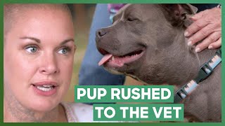 Dog Rushed To Vet Due To A Severe Tooth Infection  Amanda To The Rescue [upl. by Winna824]