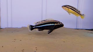 Melanochromis Auratus Chipoka [upl. by Azyl122]